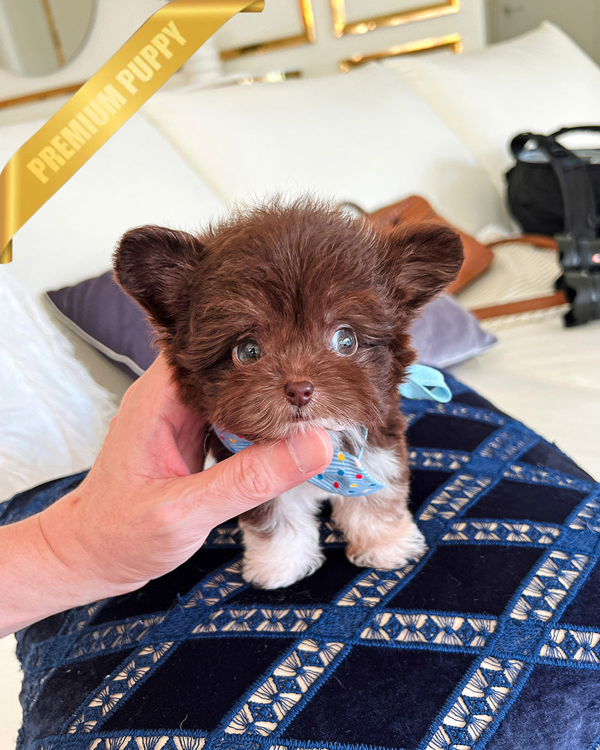 Hershey, a Maltipoo puppy
