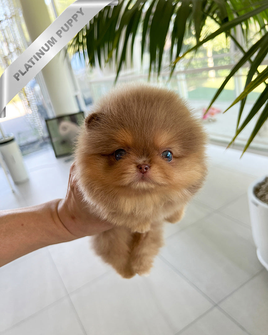 Hershey, a Pomeranian puppy