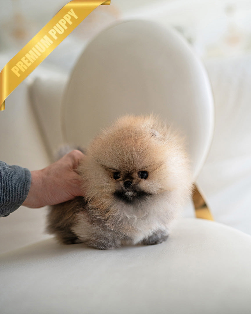 Honey, a Pomeranian puppy