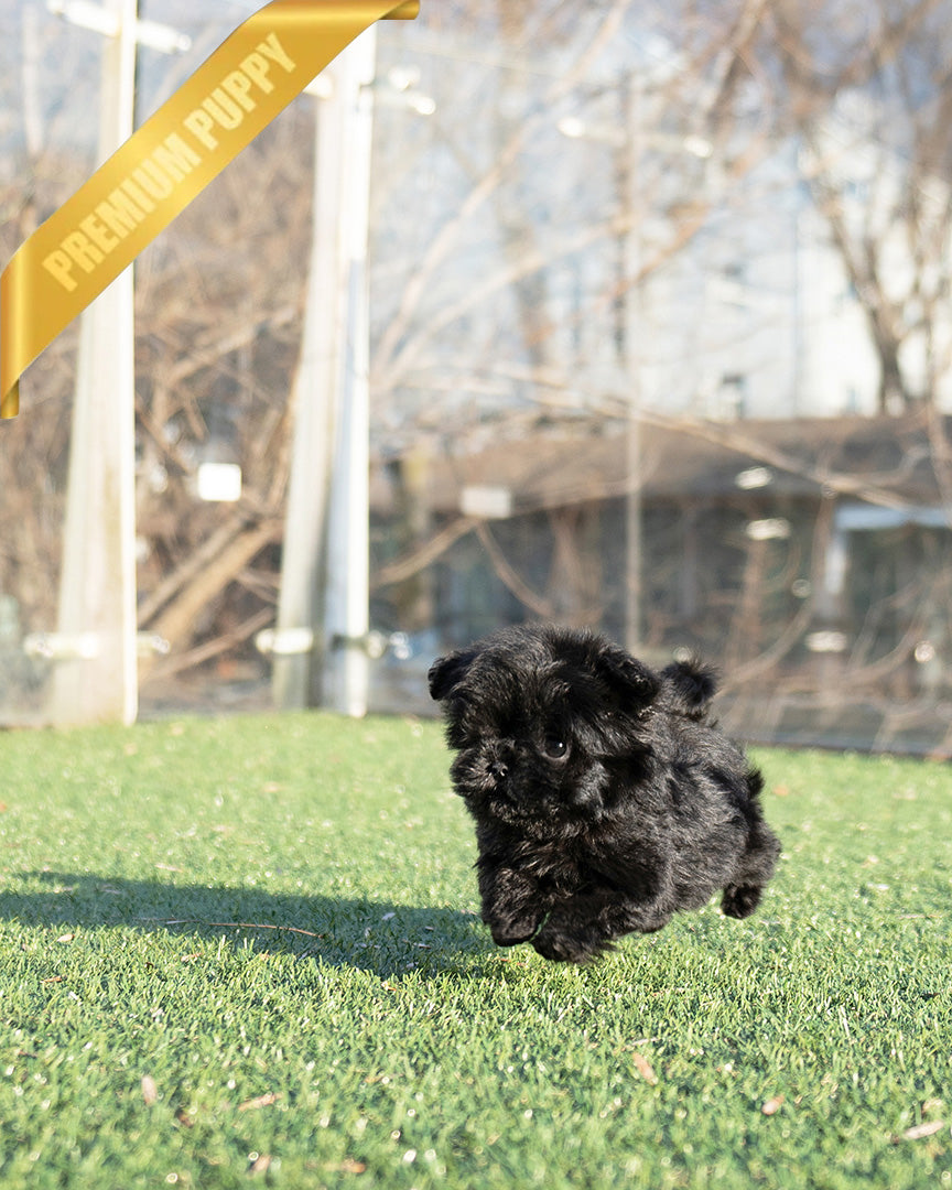 Hugo, a Maltipoo puppy