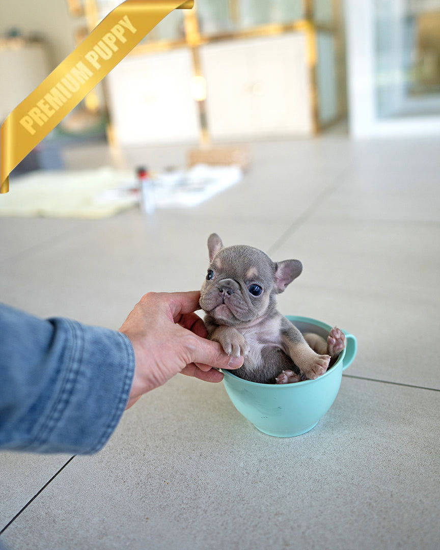 Hugo, a Frenchie puppy