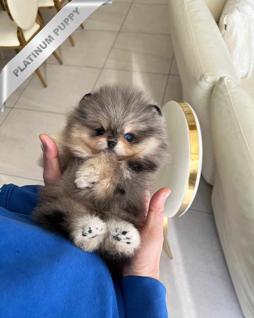 Hyde, a Pomeranian puppy