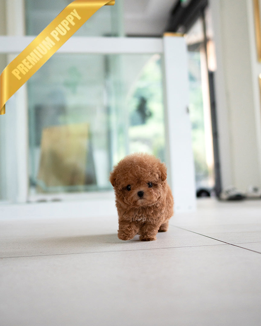 Isabella, a Poodle puppy