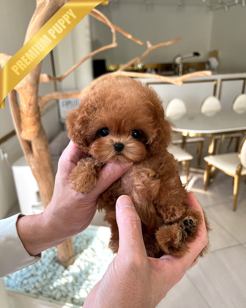 Isabella, a Poodle puppy