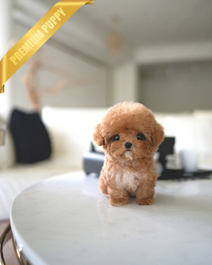 Isabella, a Poodle puppy