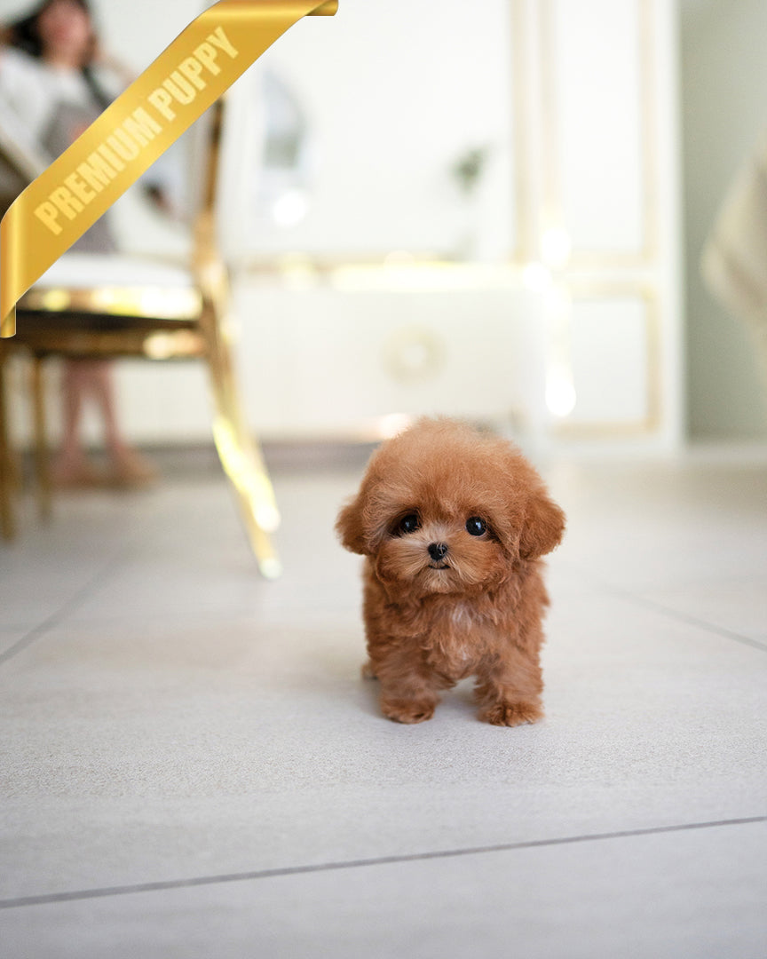 Isabella, a Poodle puppy