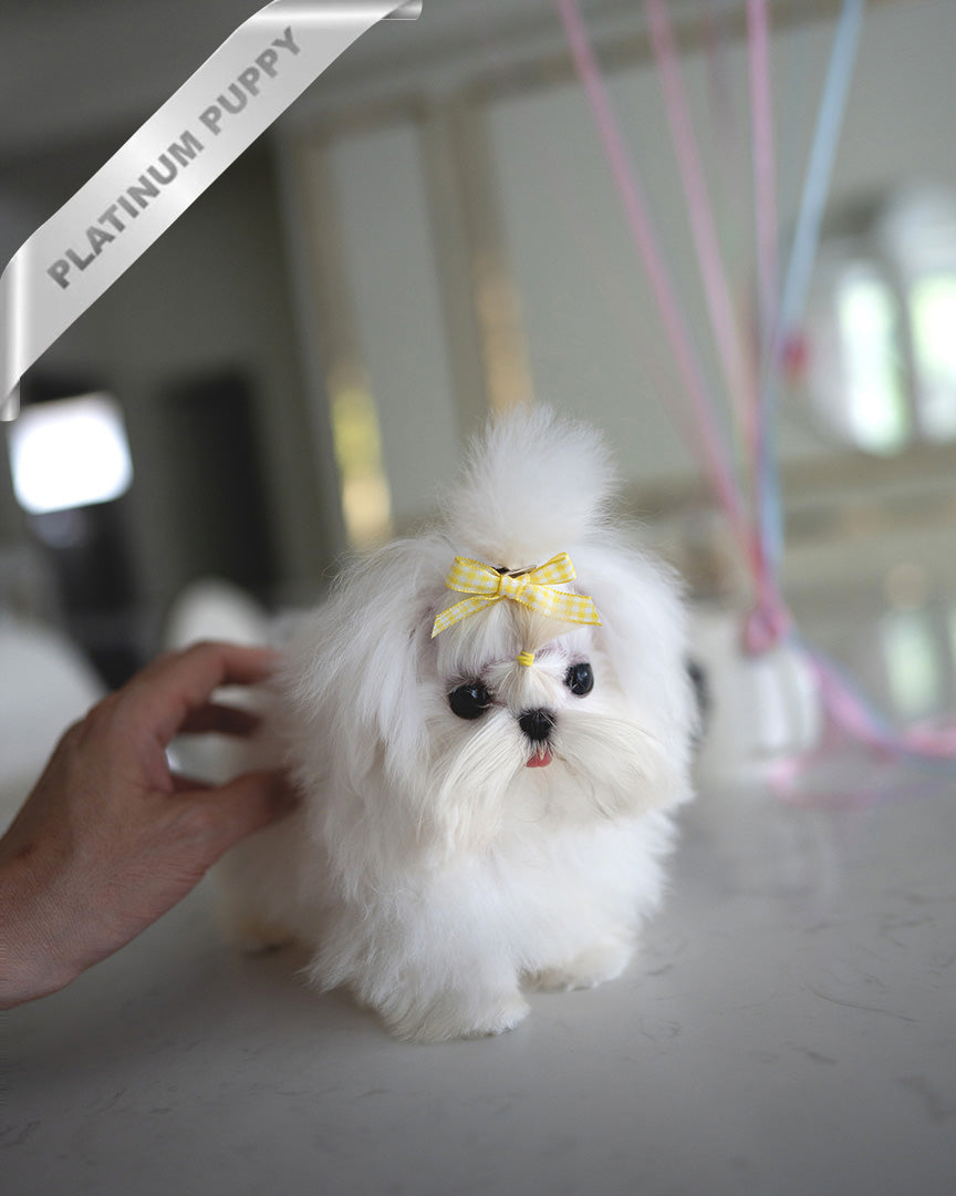 Isla, a Maltese puppy