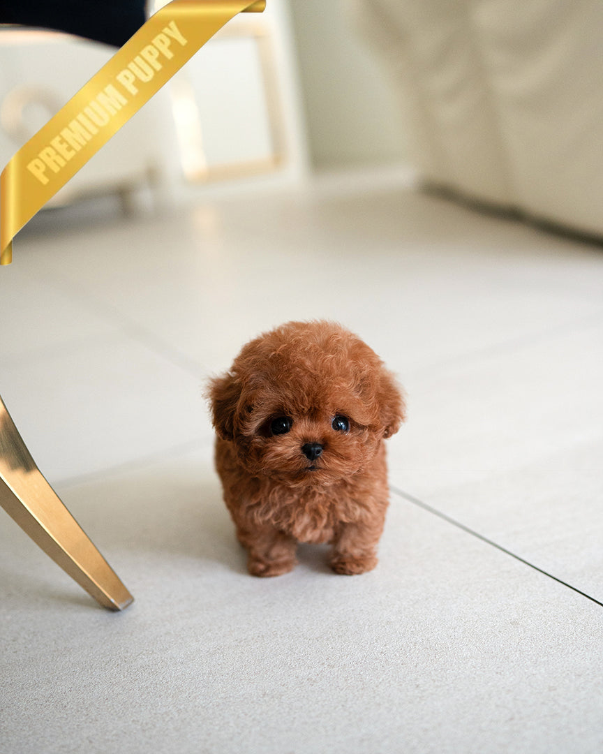 Jack, a Poodle puppy