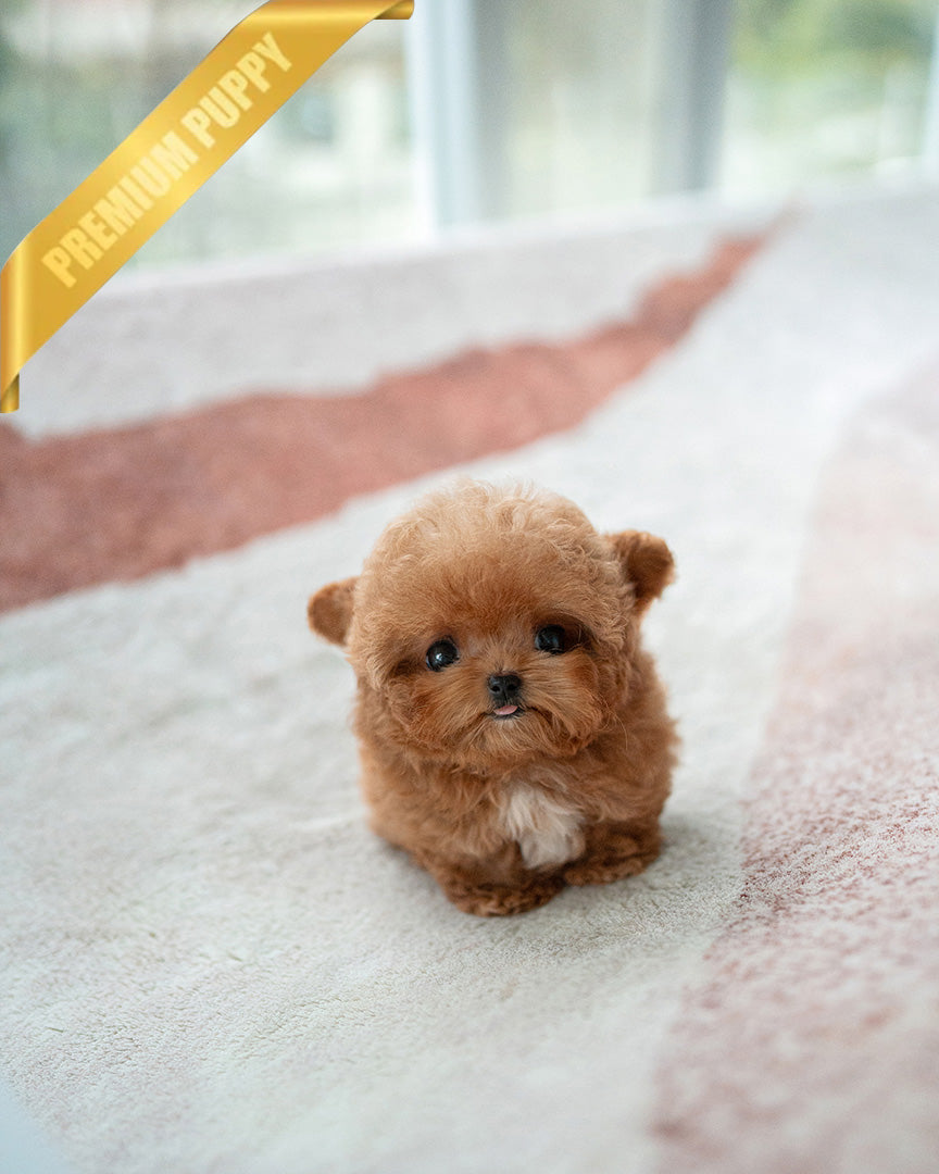 Jennie, a Poodle puppy