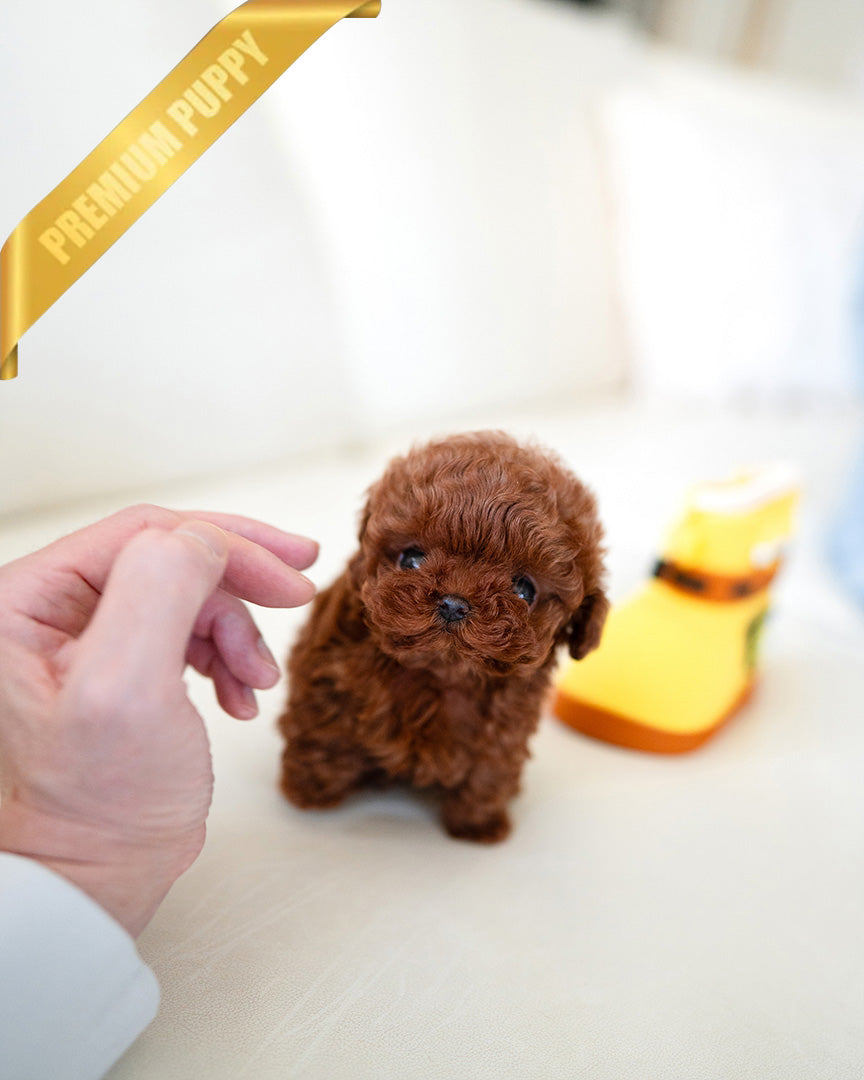 Jennie, a Poodle puppy