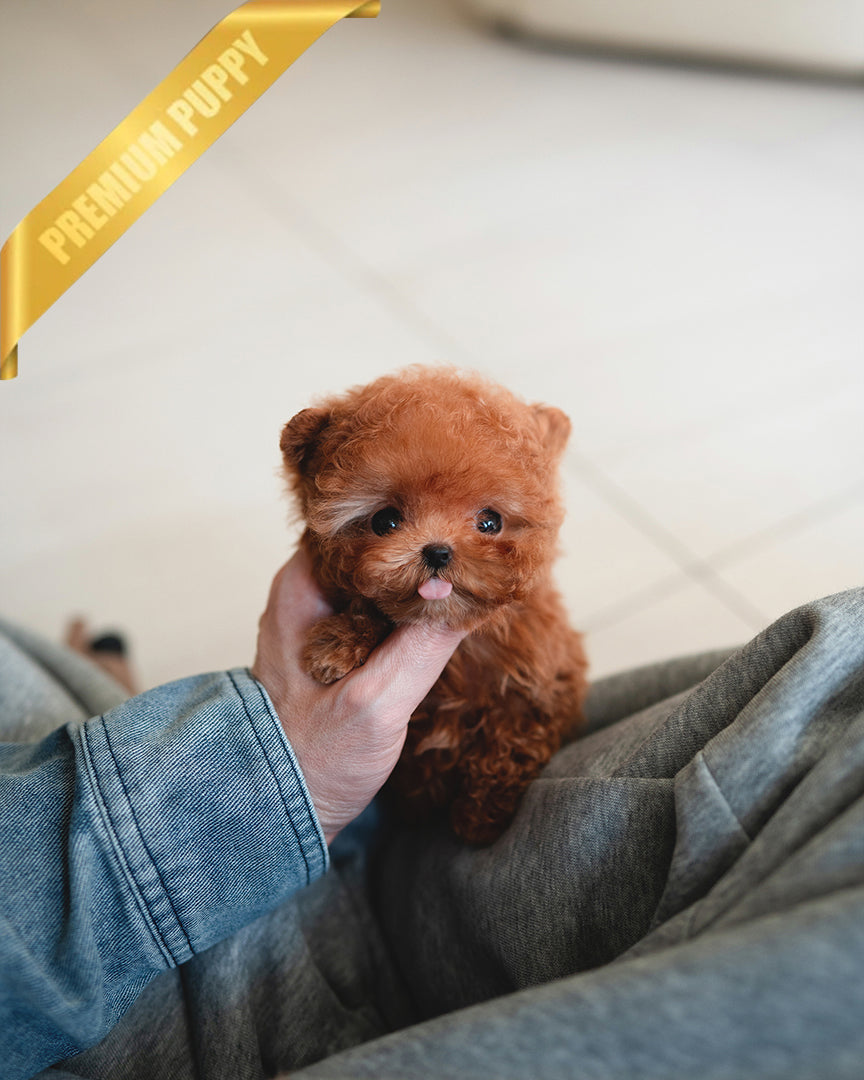 Jennie, a Poodle puppy