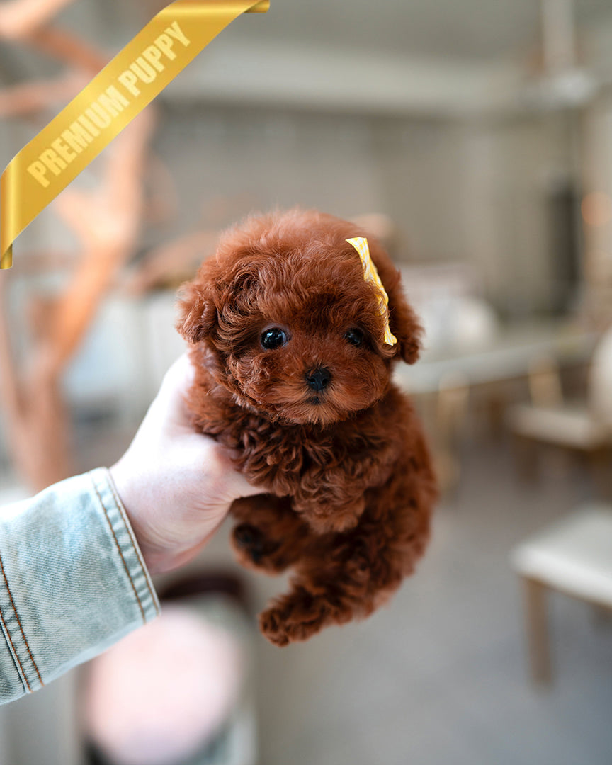 Jennie, a Poodle puppy