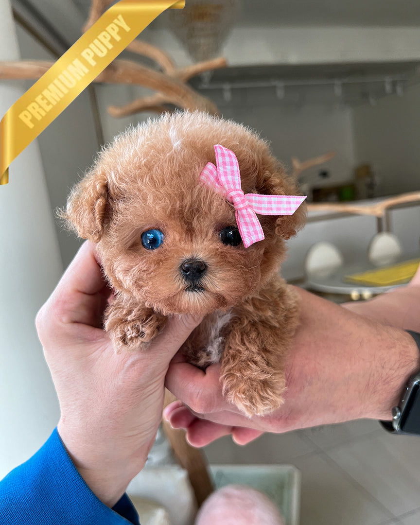 Jennie, a Poodle puppy