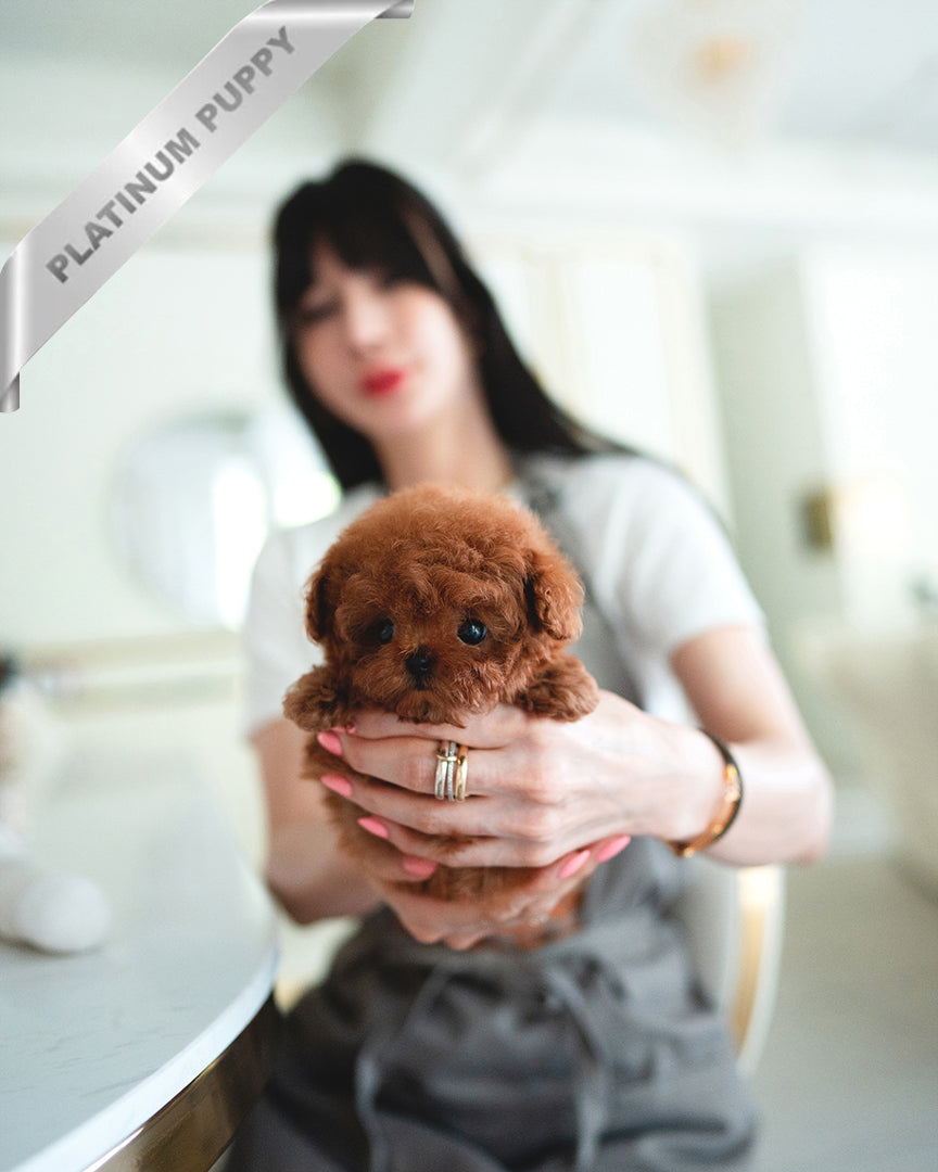 Jennie, a Poodle puppy