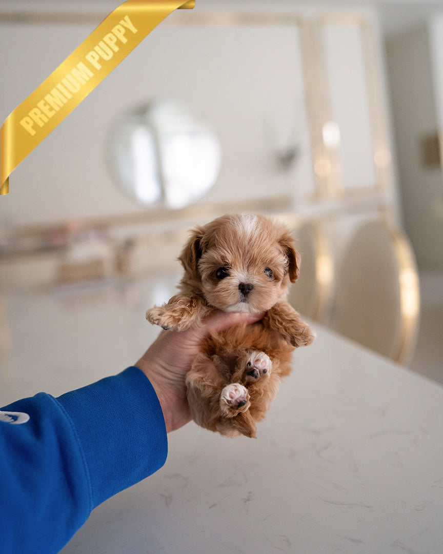 Jessica, a Maltipoo puppy