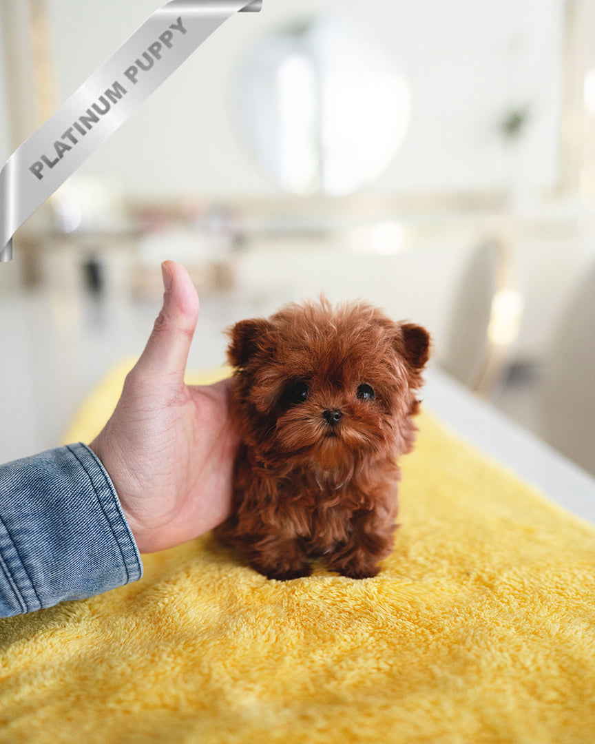 Jessica, a Maltipoo puppy