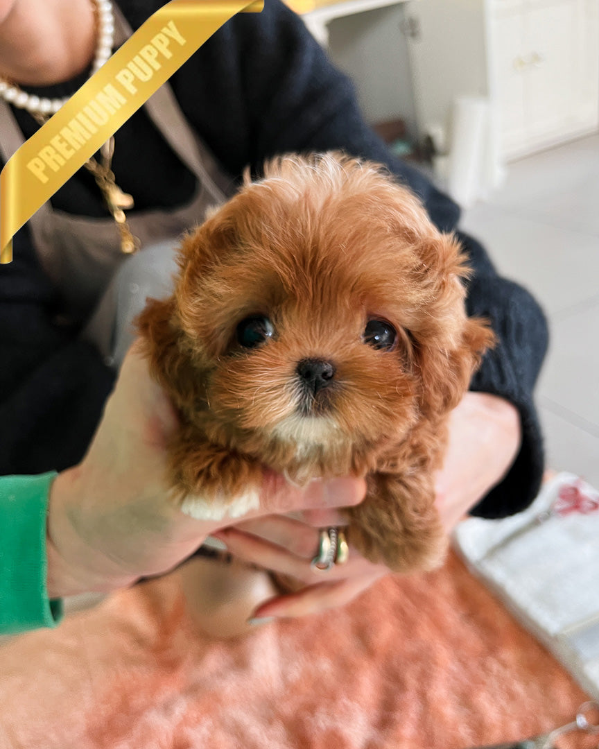 Jessica, a Maltipoo puppy