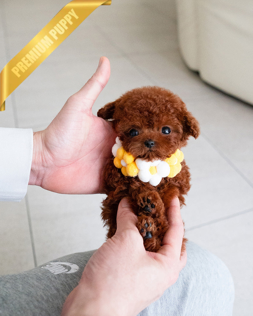 Jessica, a Poodle puppy