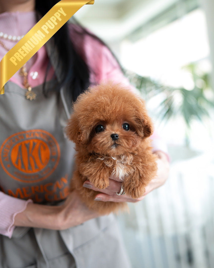 Jessica, a Poodle puppy