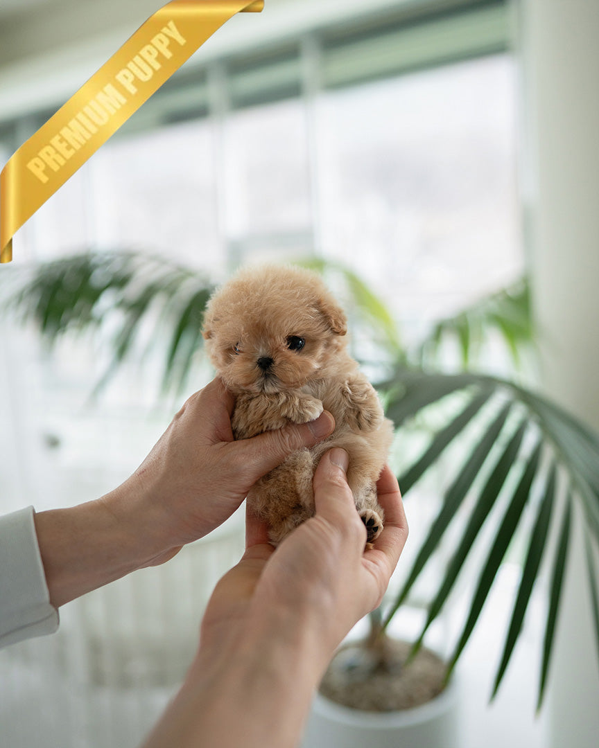 Olivia, a Maltipoo puppy
