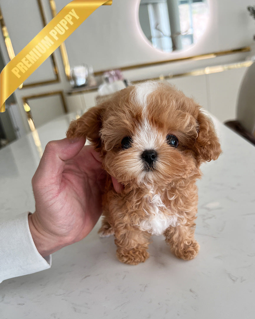 Jessica, a Maltipoo puppy