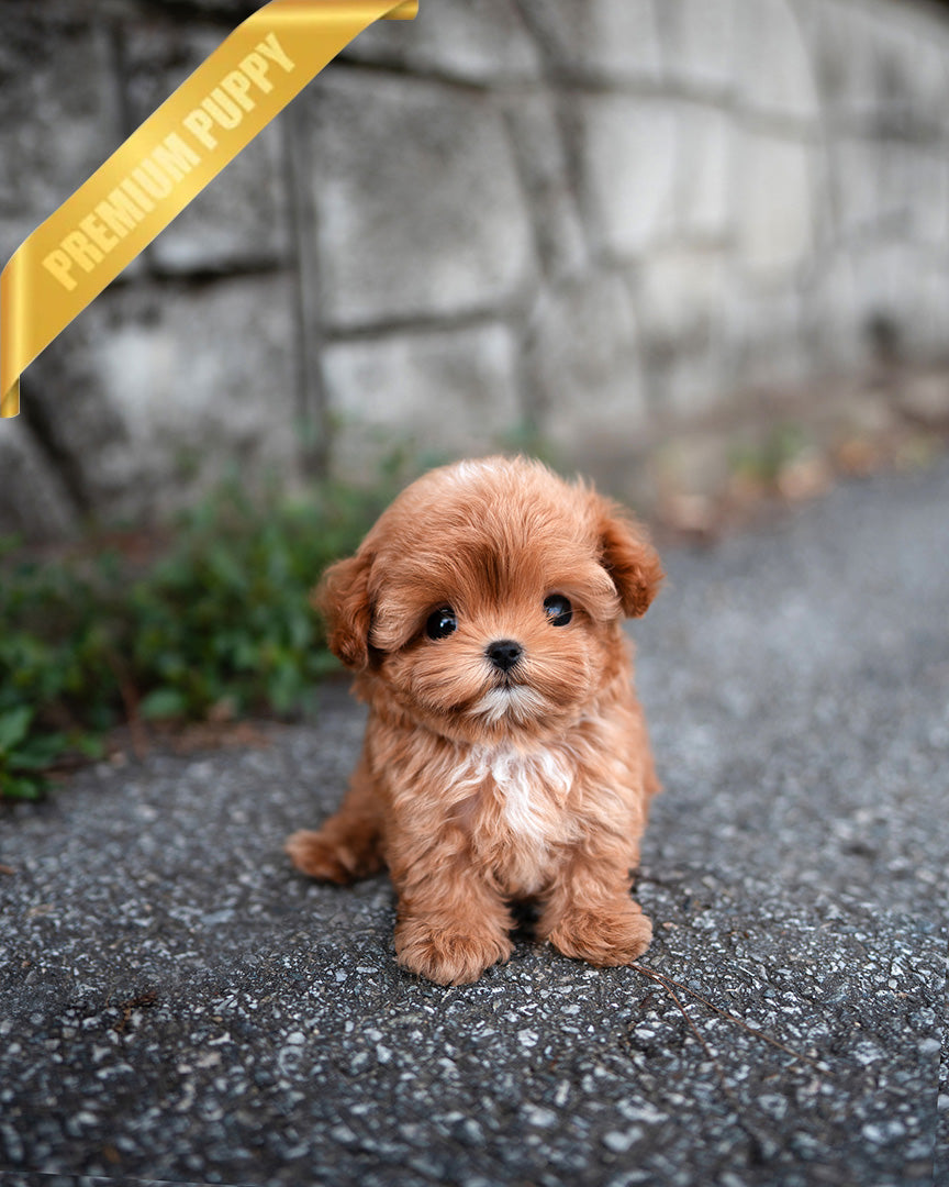 Jessica, a Maltipoo puppy