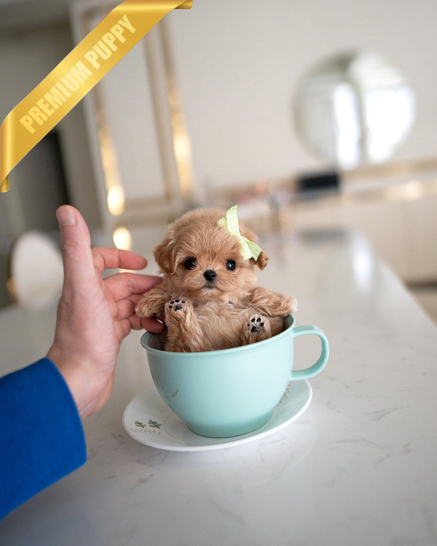 Jessie, a Maltipoo puppy