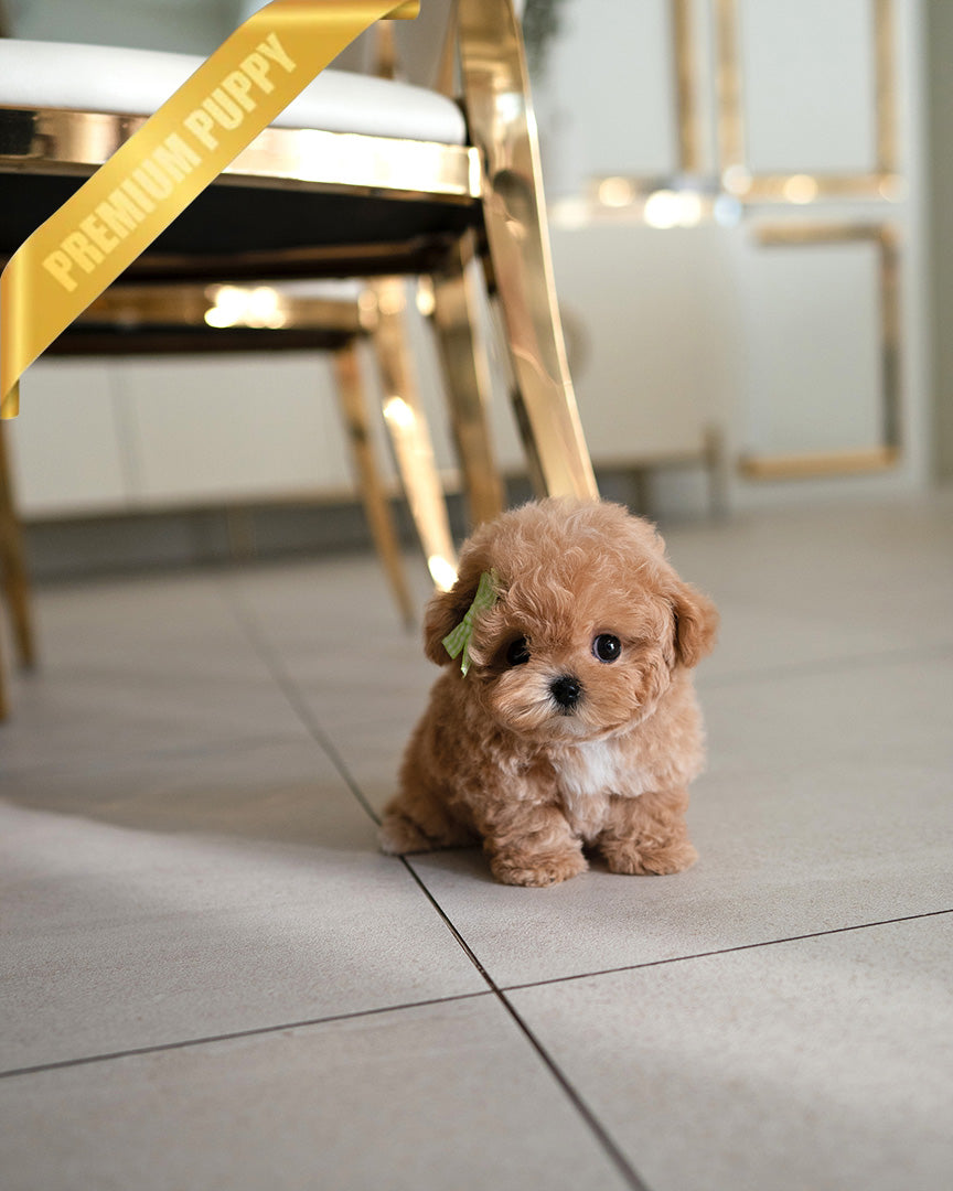 Jessie, a Maltipoo puppy