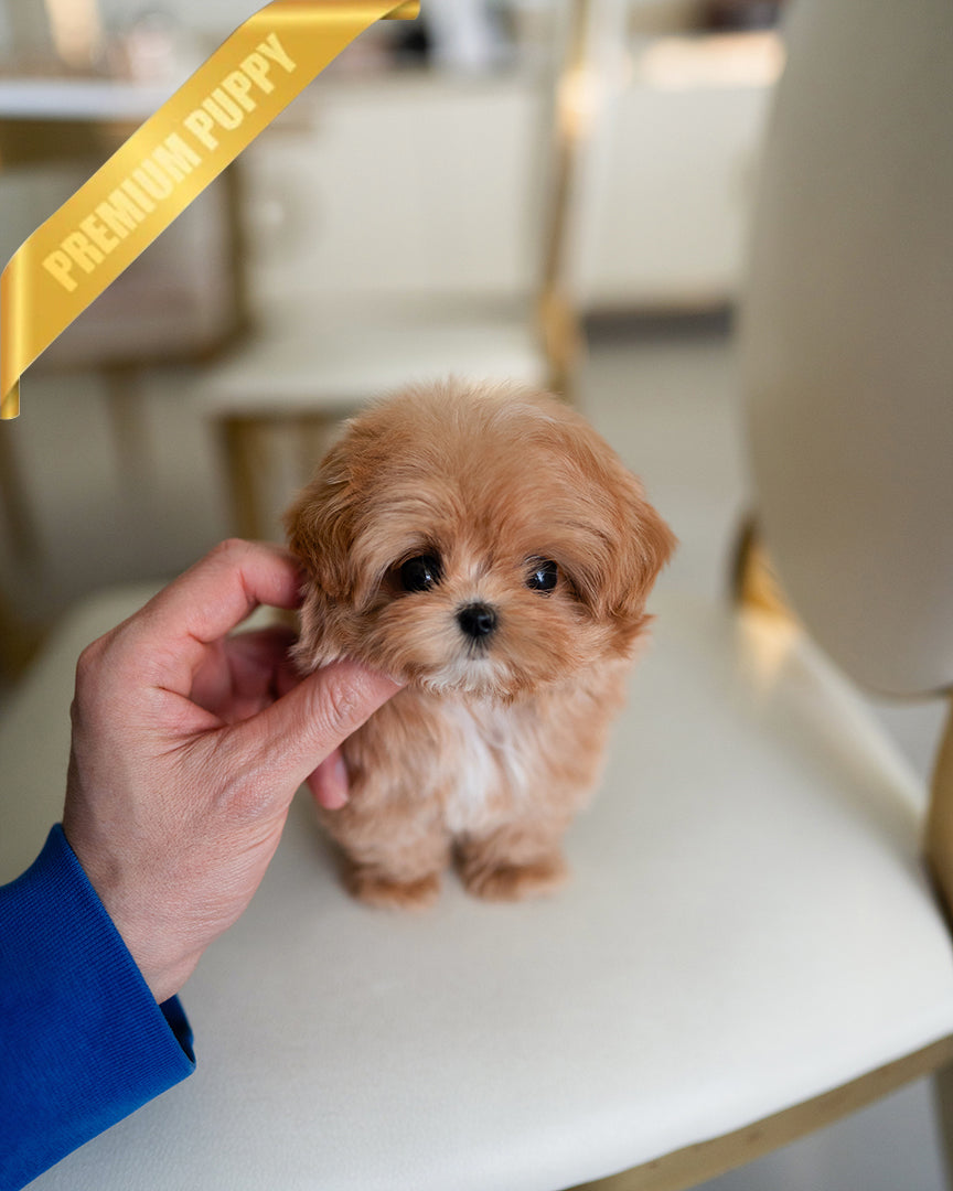 Jessie, a Maltipoo puppy