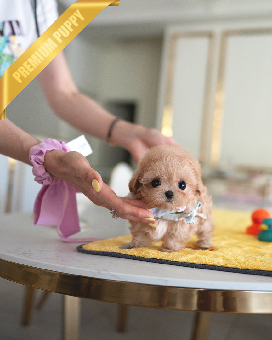 Jessie, a Maltipoo puppy