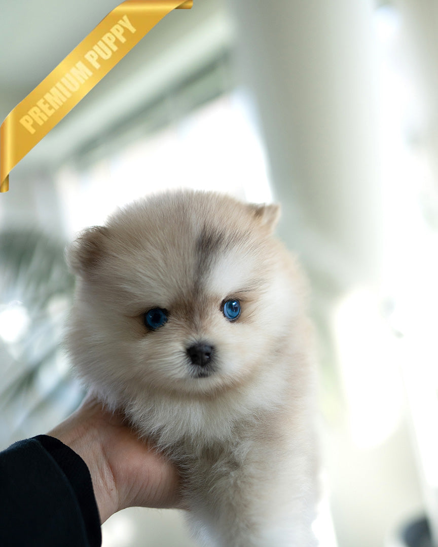 Knox, a Pomsky puppy