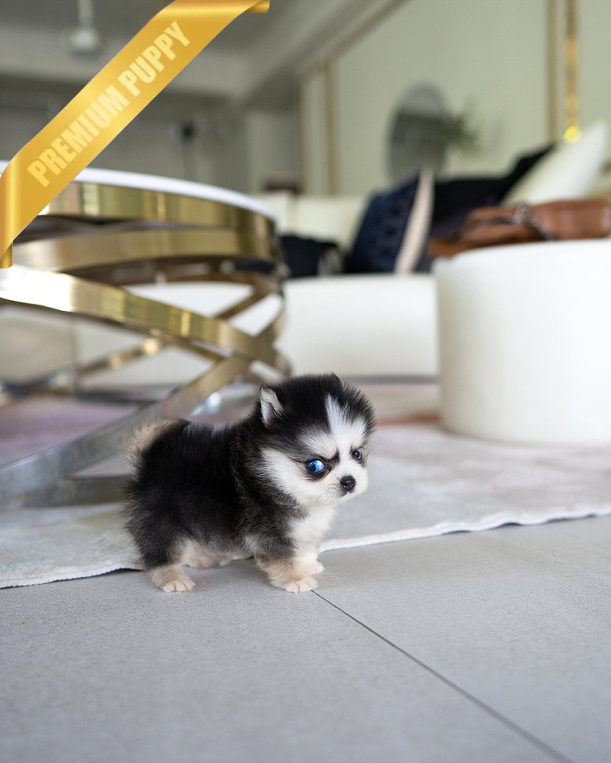 Koda, a Pomsky puppy