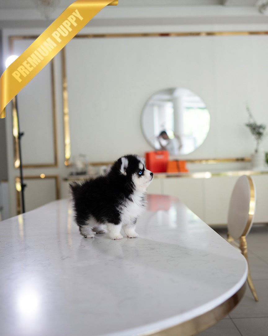 Koda, a Pomsky puppy