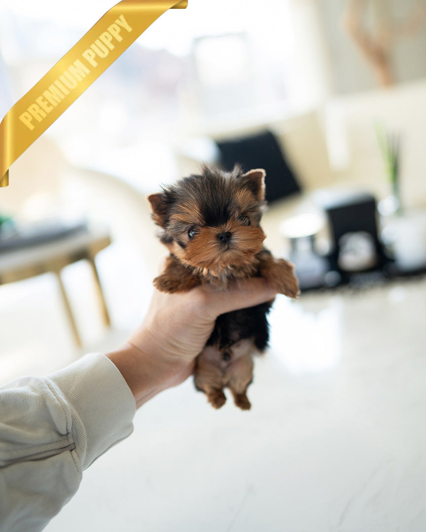 Kofi, a Yorkie puppy