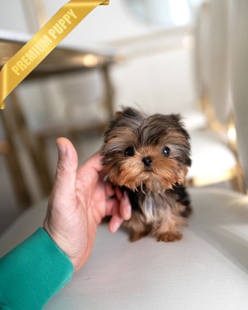 Kofi, a Yorkie puppy