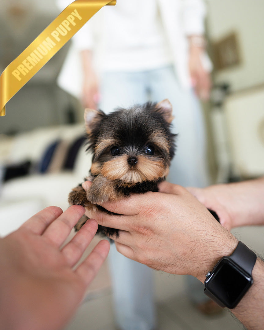Kofi, a Yorkie puppy