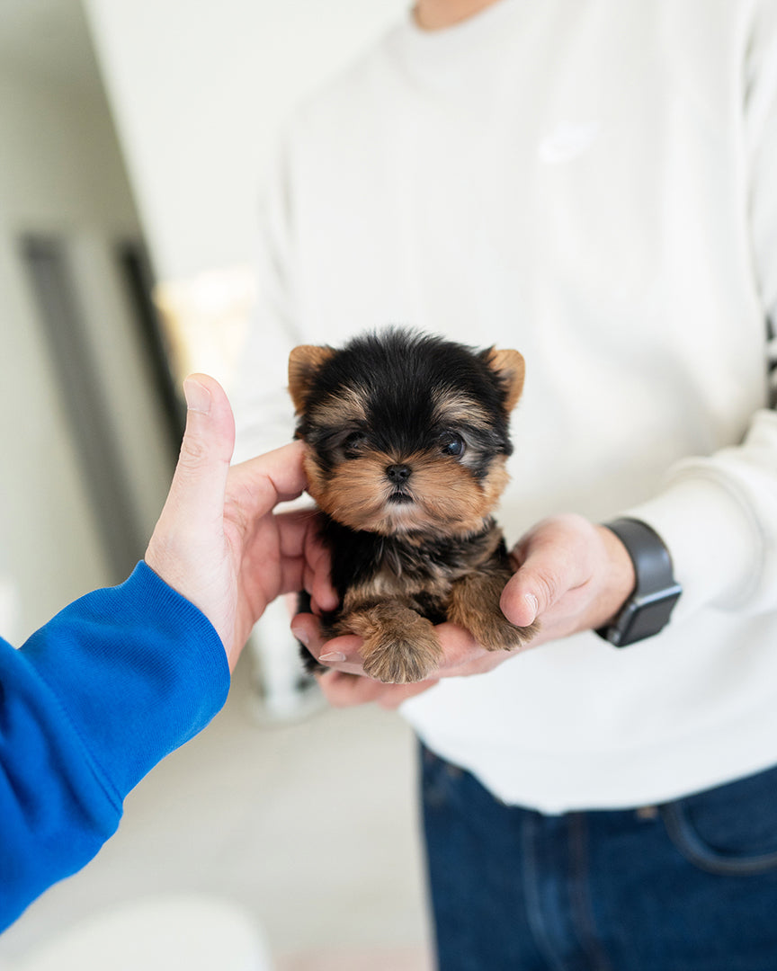 Kofi, a Yorkie puppy