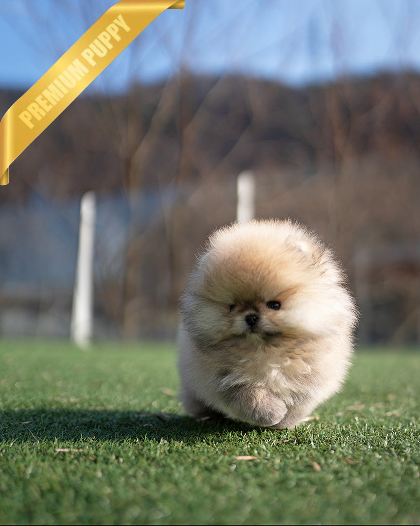 Kyle, a Pomeranian puppy