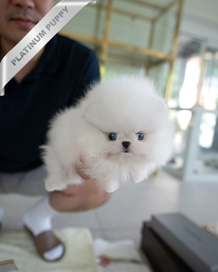Kyle, a Pomeranian puppy