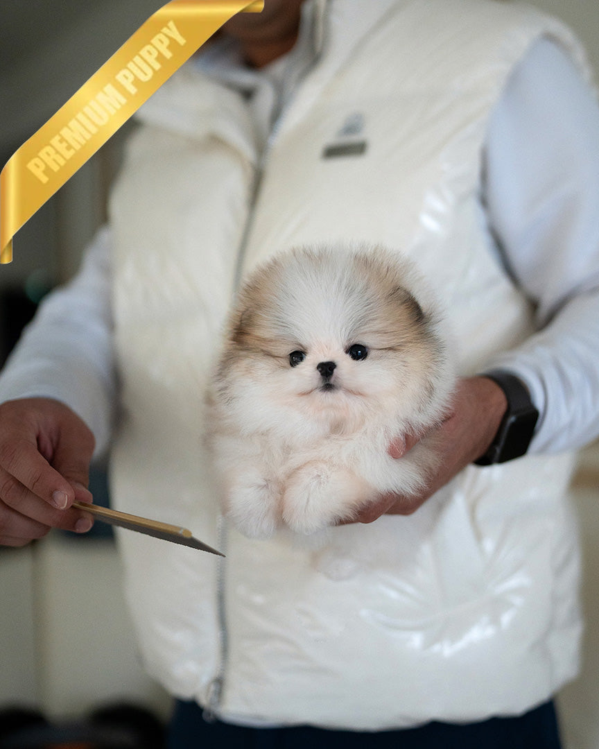 Kyle, a Pomeranian puppy