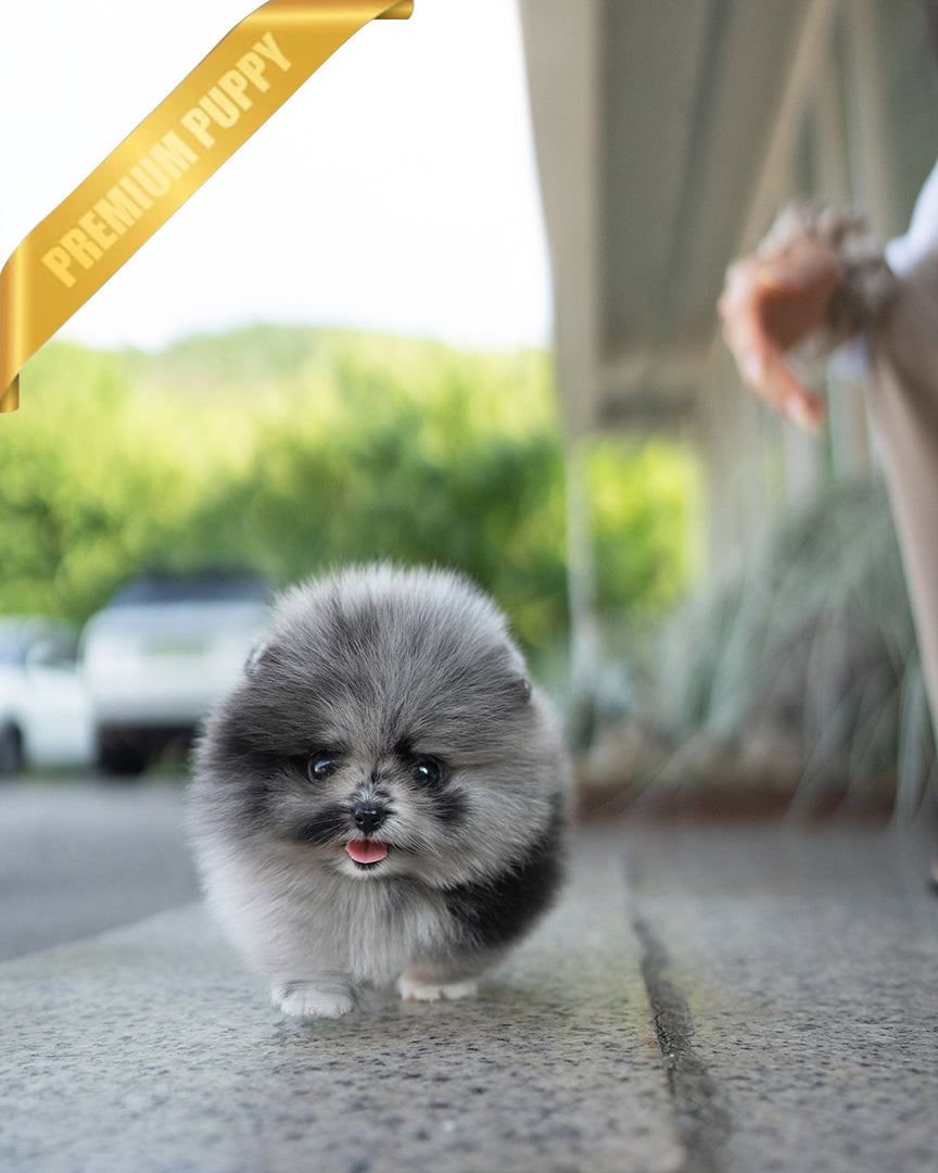 Kyle, a Pomeranian puppy
