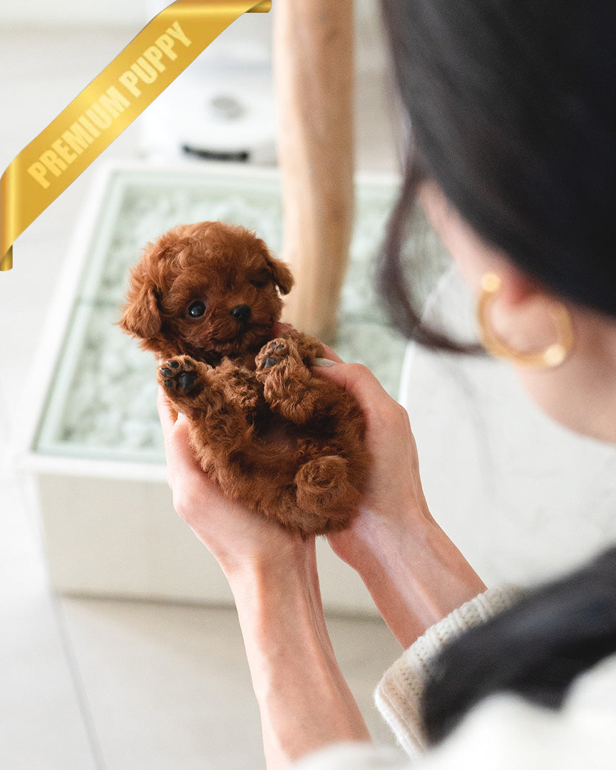 Lady, a Poodle puppy