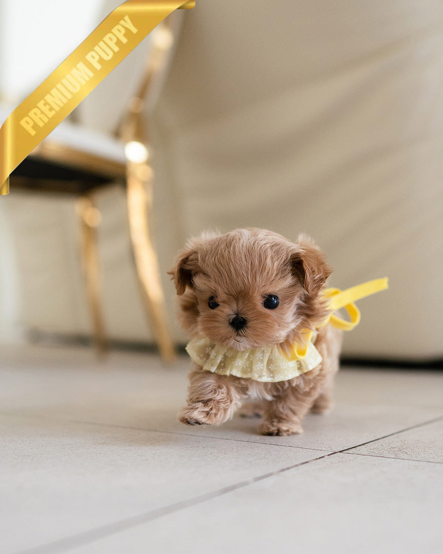 Lala, a Maltipoo puppy