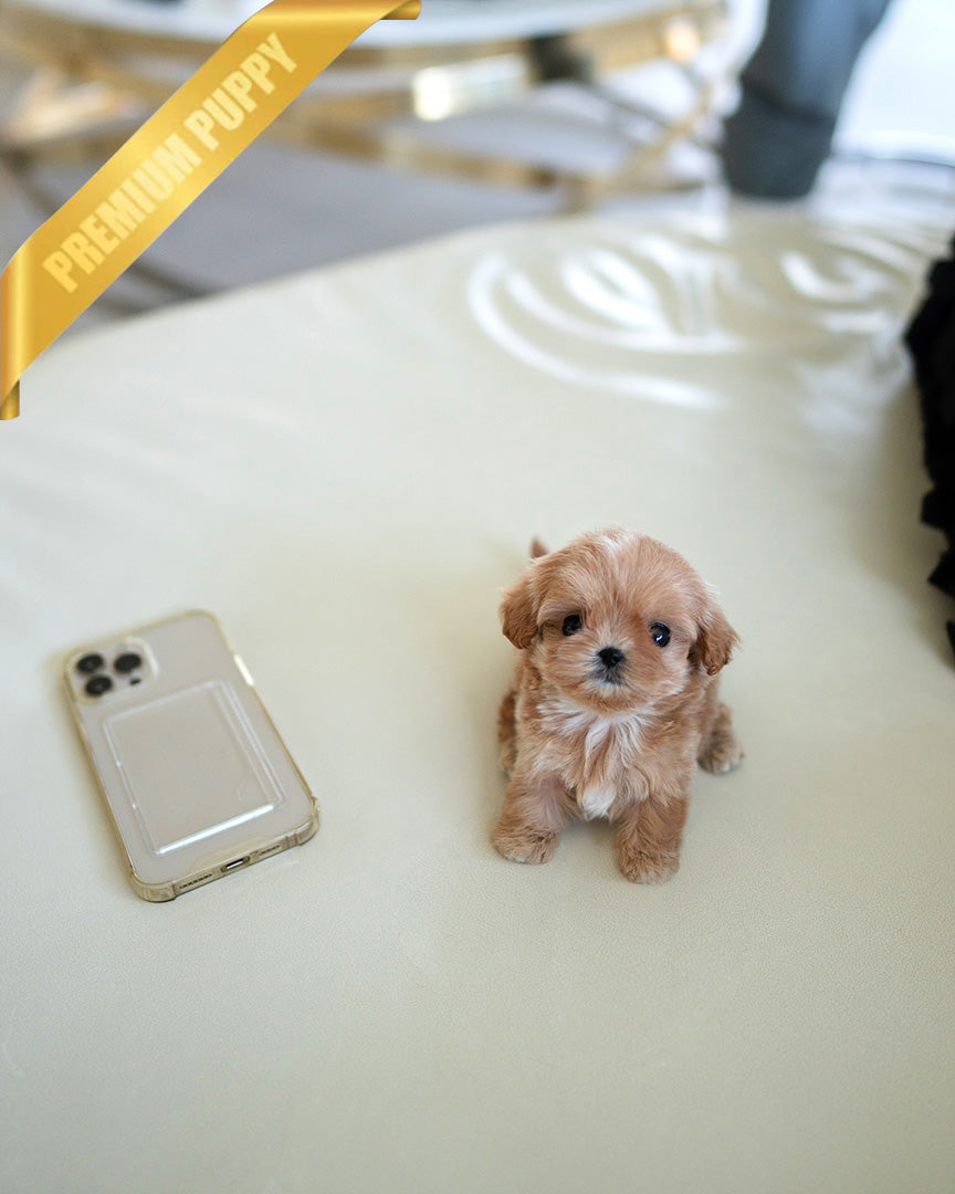 Lala, a Maltipoo puppy