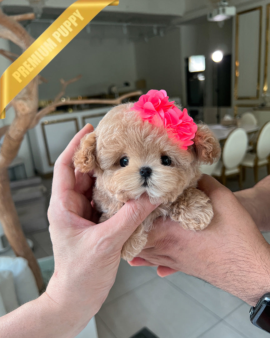 Lala, a Maltipoo puppy