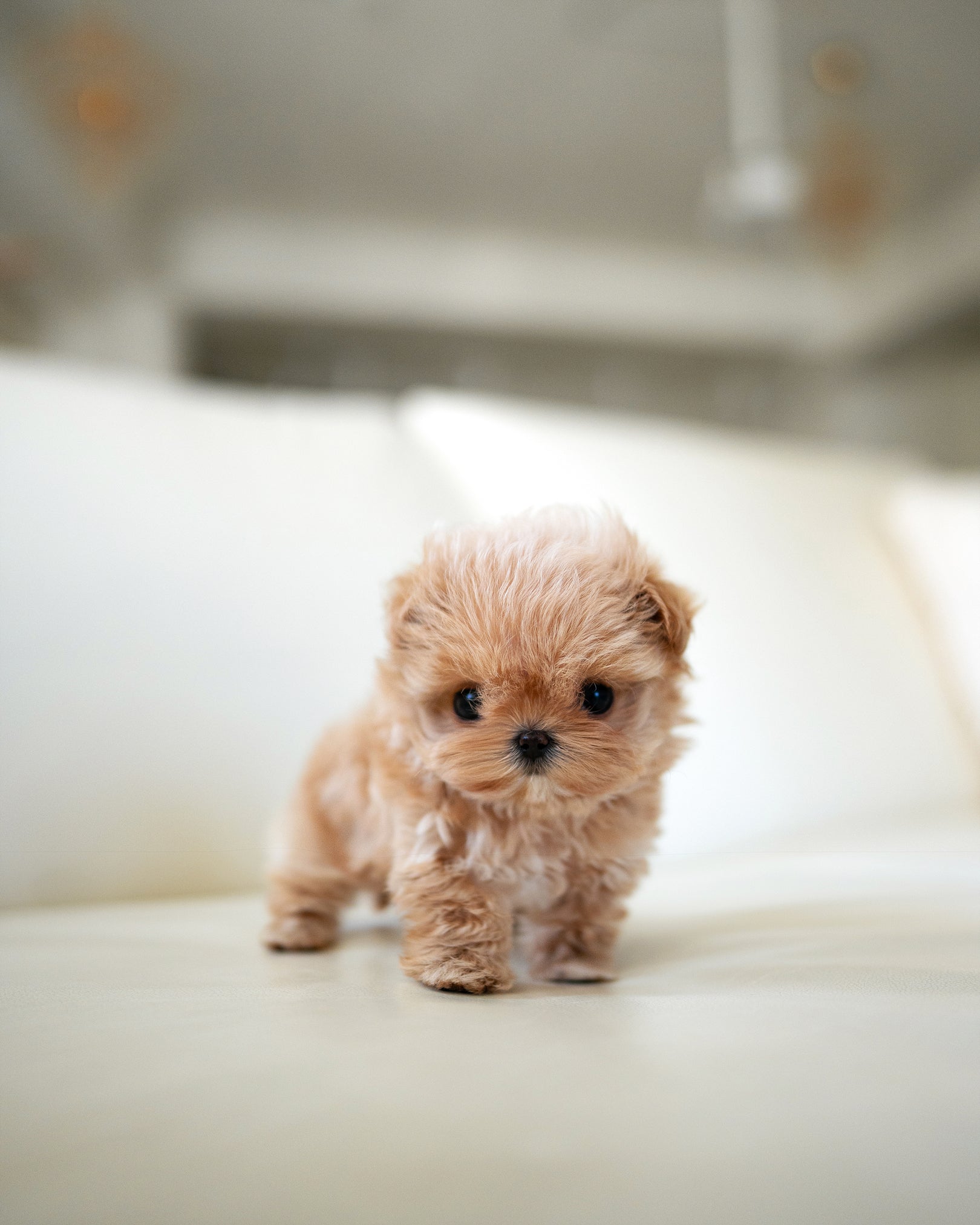 Lala, a Maltipoo puppy