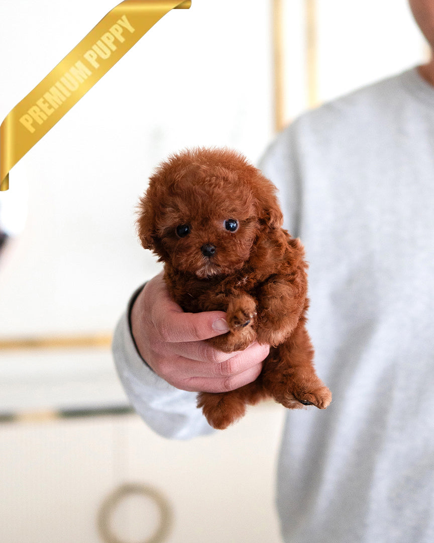 Leo, a Poodle puppy