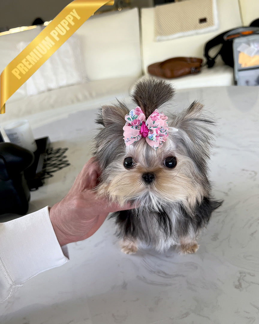 Liliana, a Yorkie puppy