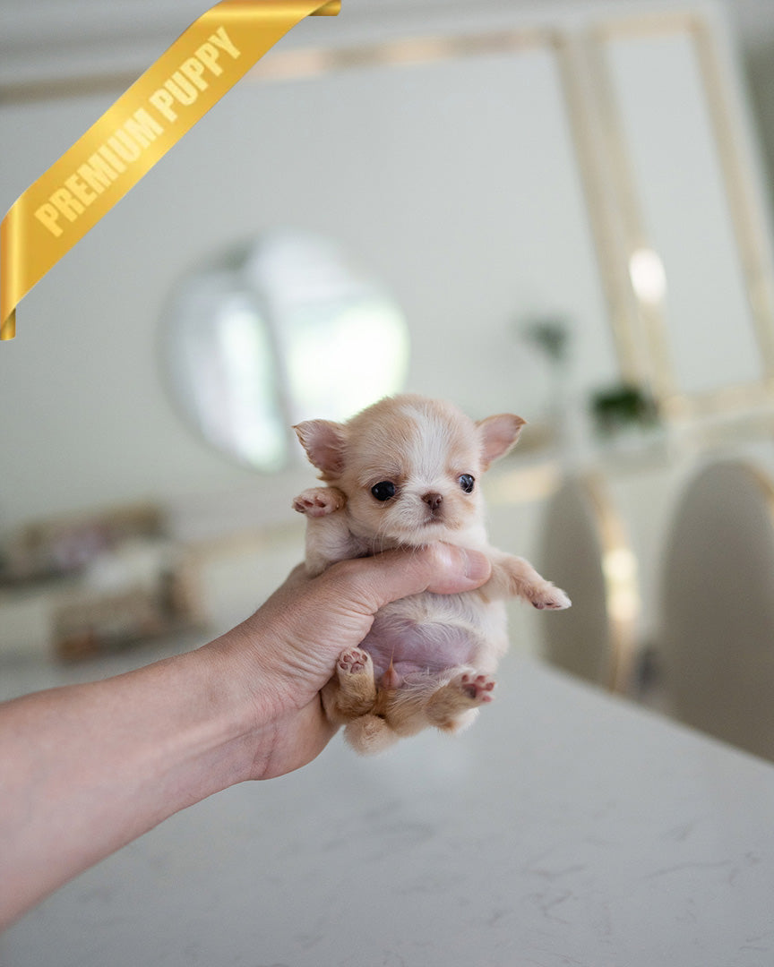 Lola, a Chihuahua puppy