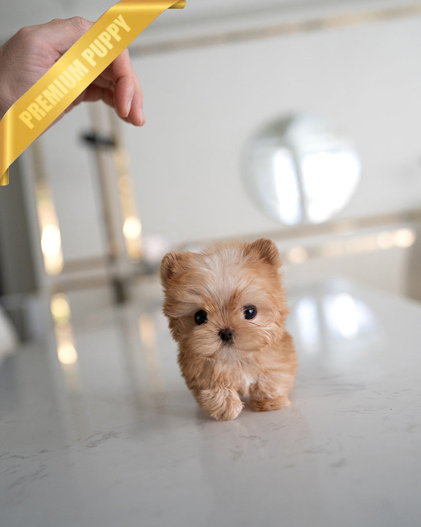 Louis, a Morkie puppy
